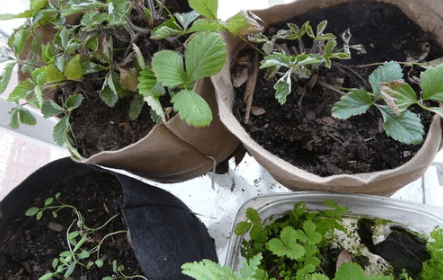 Watering Plants in Fabric Pots