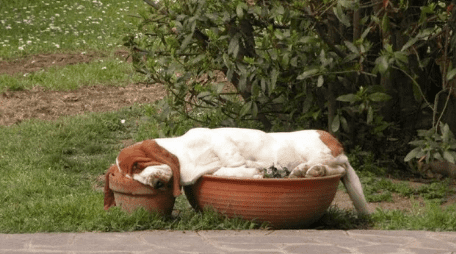 Dog Sleeping in Plant Pot