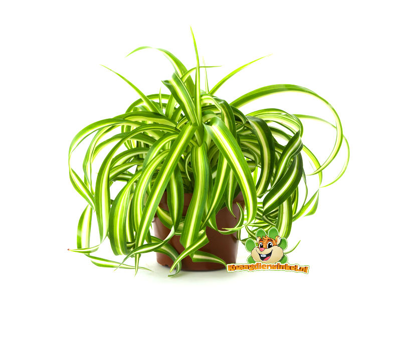 Is this plant safe for my child?