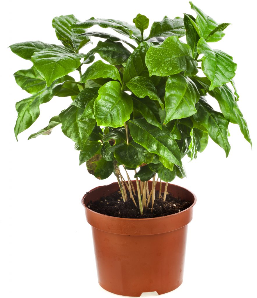 Coffee plant - Care & buy - myPlant