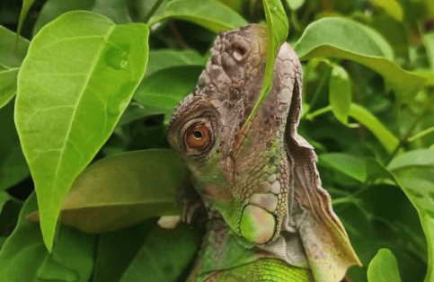 Lizards Eating Plant Leaves