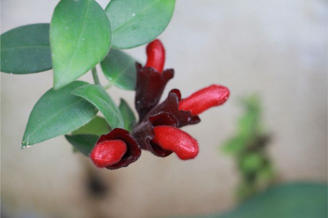 Lipstick plant (Aeschynanthus) - Care & buy - myPlant.info
