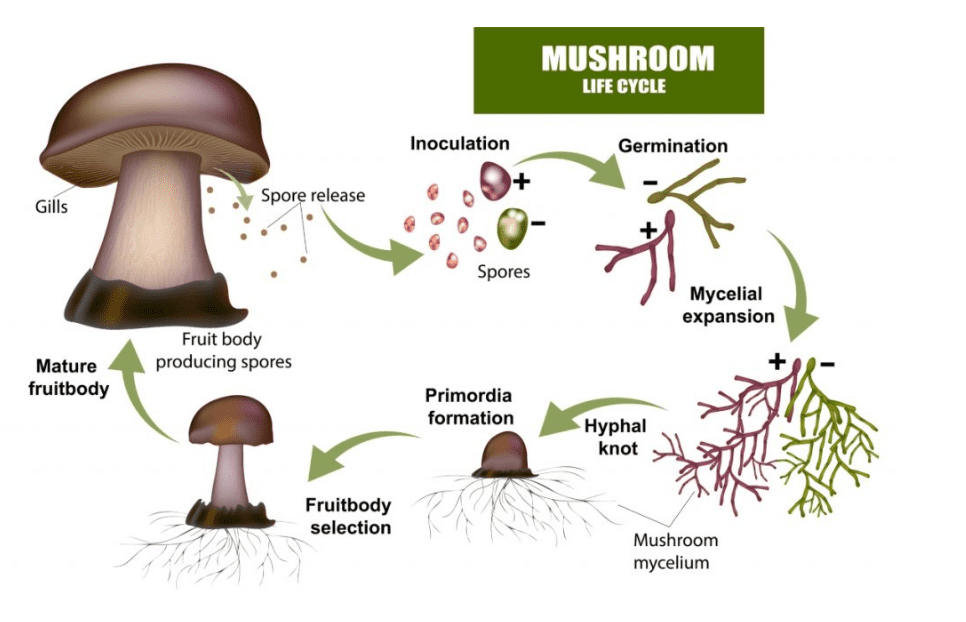 How  Mushrooms Reproduce