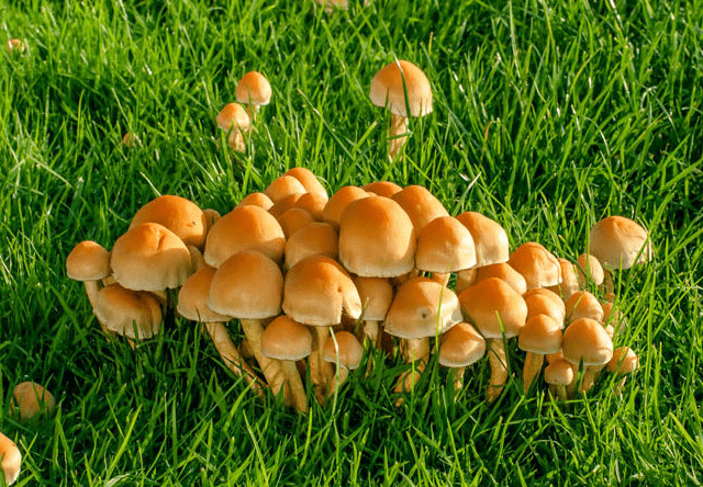 Mushrooms Growing in Garden