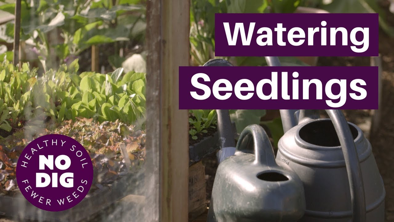Can I Use Tap Water For Seedlings?