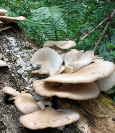 Mushrooms Growing on Wood