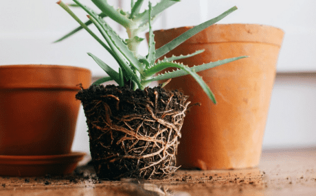 plant out of pot