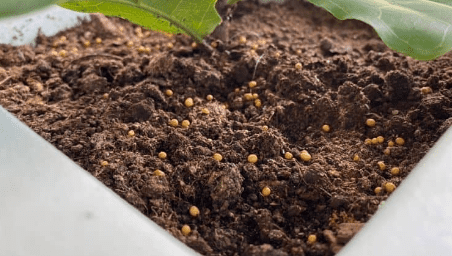 Orange Balls in Soil