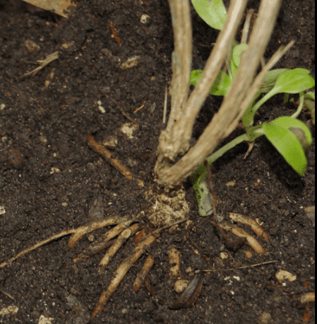 Plant Roots Showing