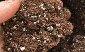 White Balls in Soil