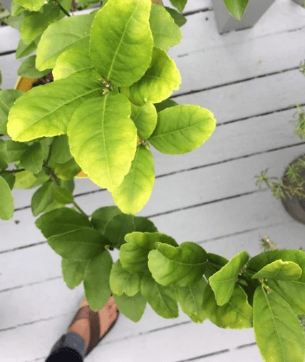 Pale Plant Leaves