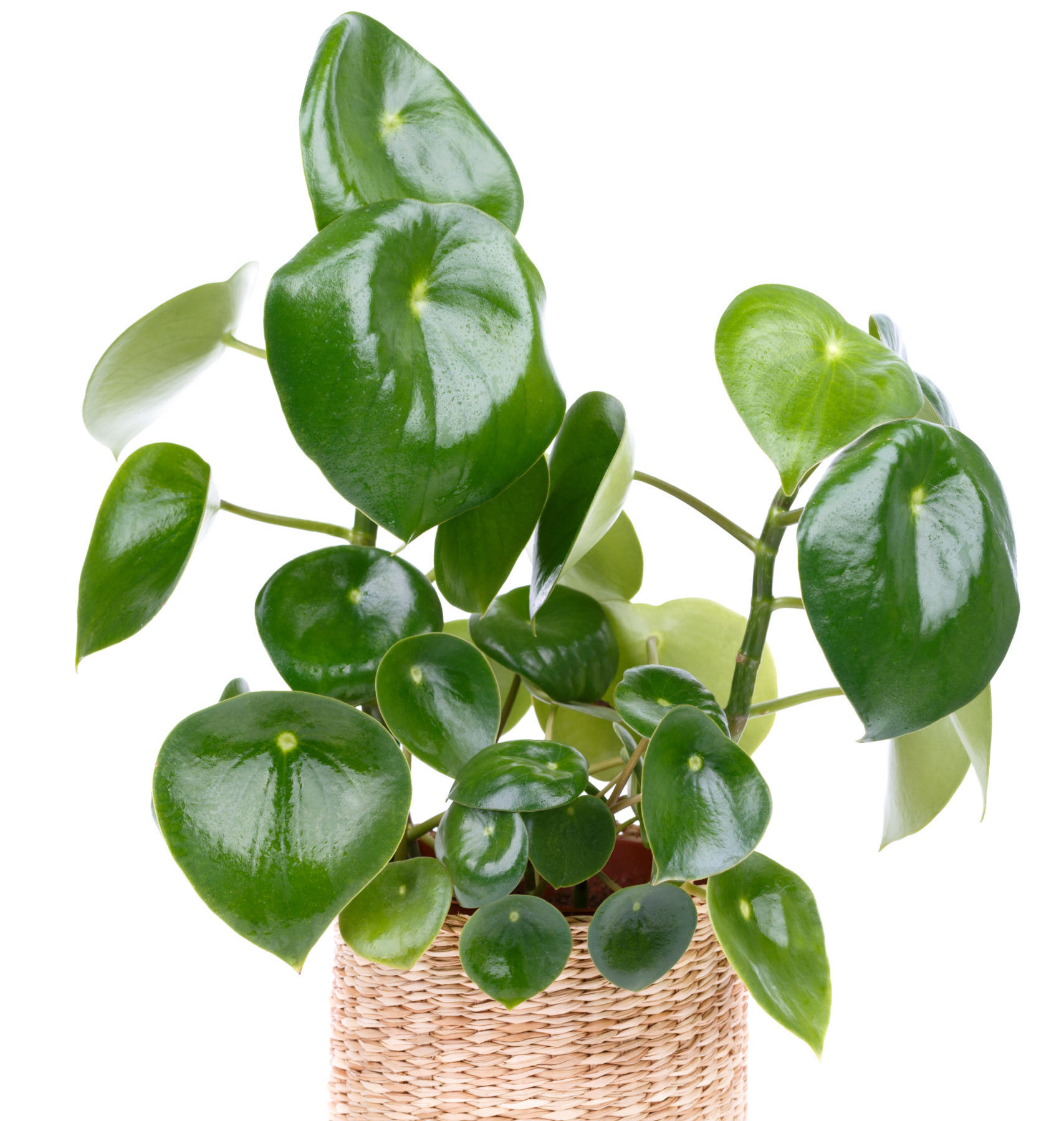 Peperomia species