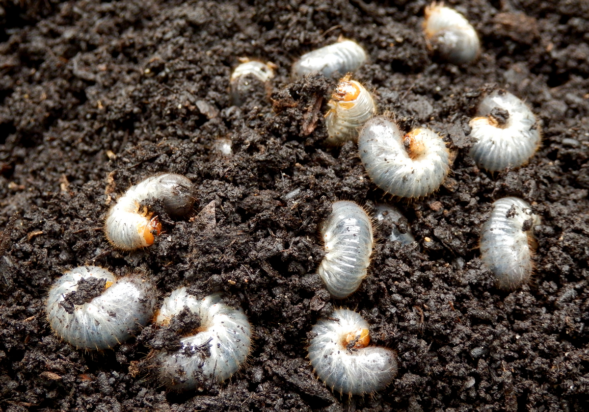 Can Dead Bugs Add Nutrients to Soil?