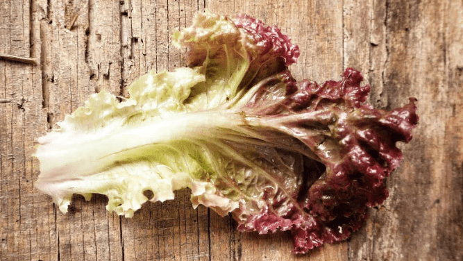 Lettuce Turning Red