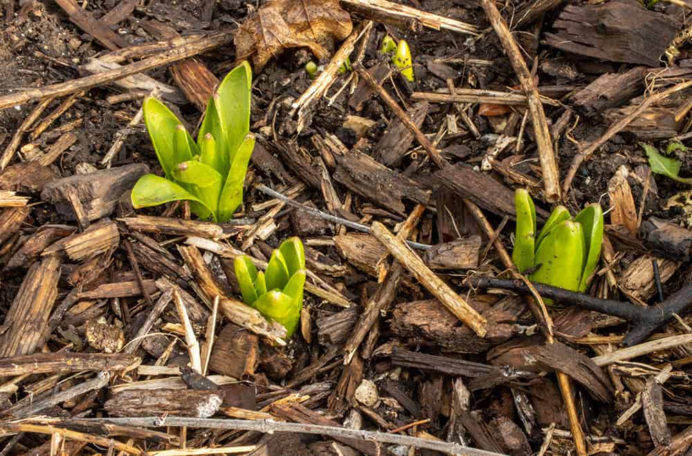 Can You Plant After You Mulch? Here’s how and The Benefits