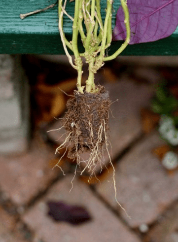 broken plant roots