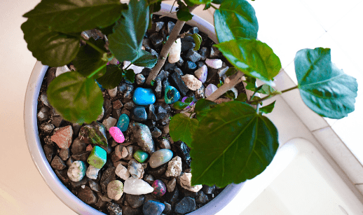 Potted Plant Soil covered with Rocks