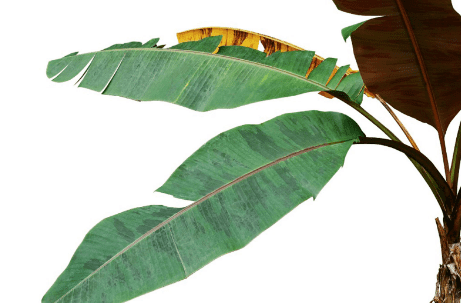 split plant leaf