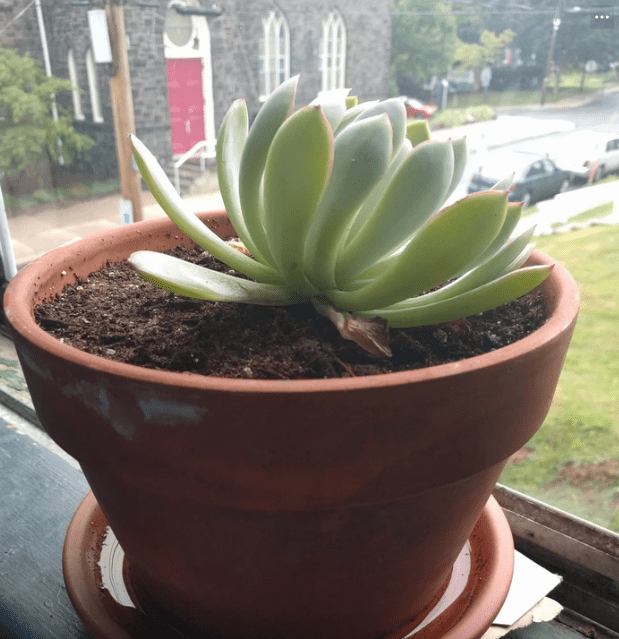 Succulent Leaves Curling up