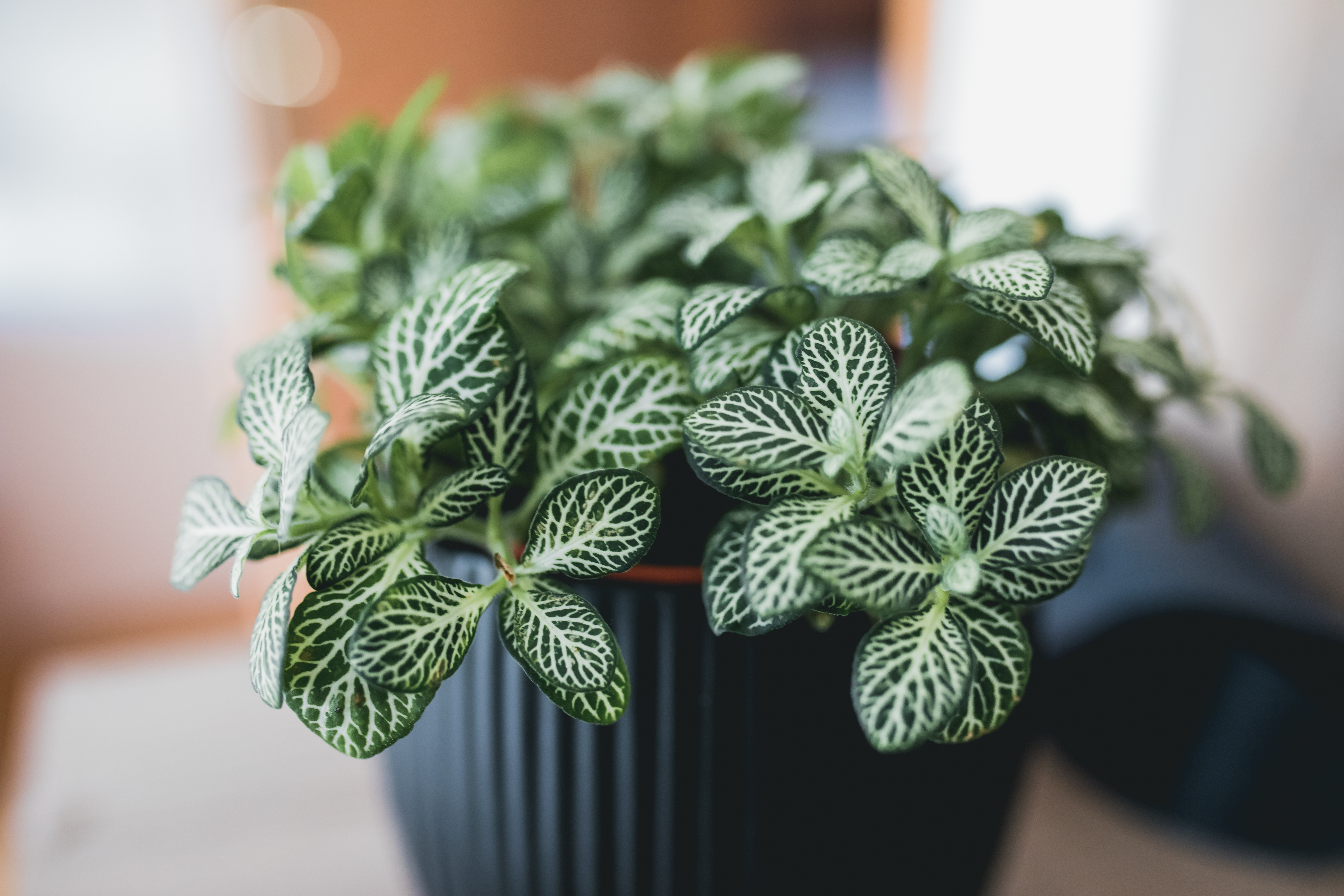 Fittonia - Care & Buy - myPlant