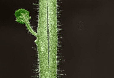 Split plant stem