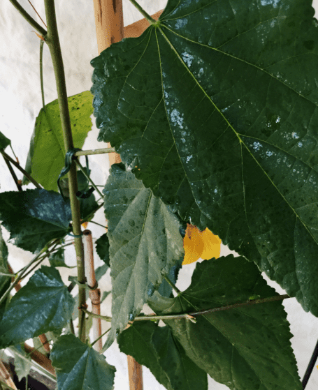 Sticky plant leaves