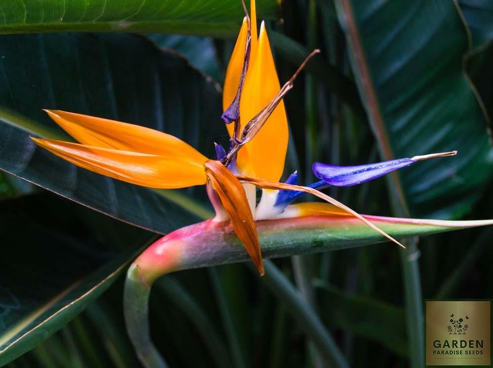 Strelitzia care