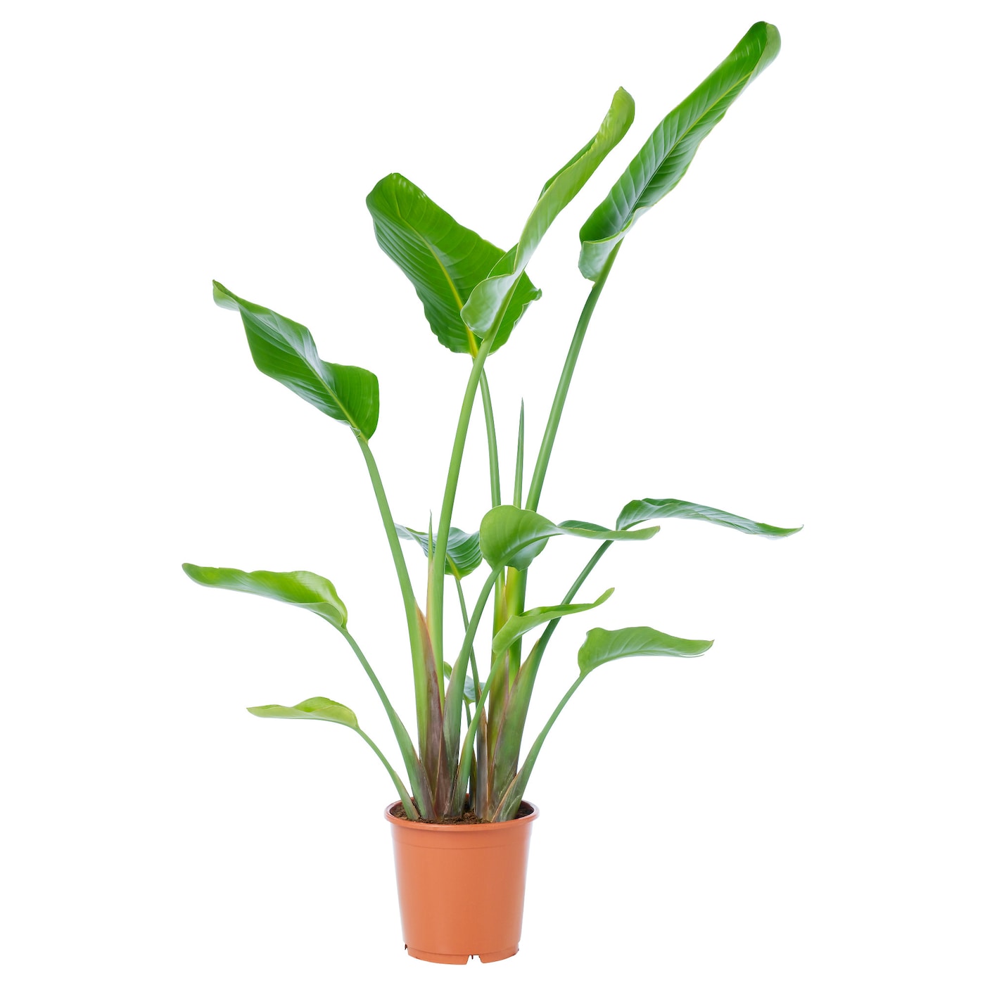 Watering the Strelitzia