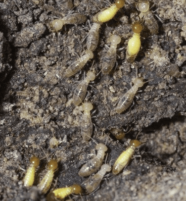 Termites In Mulch