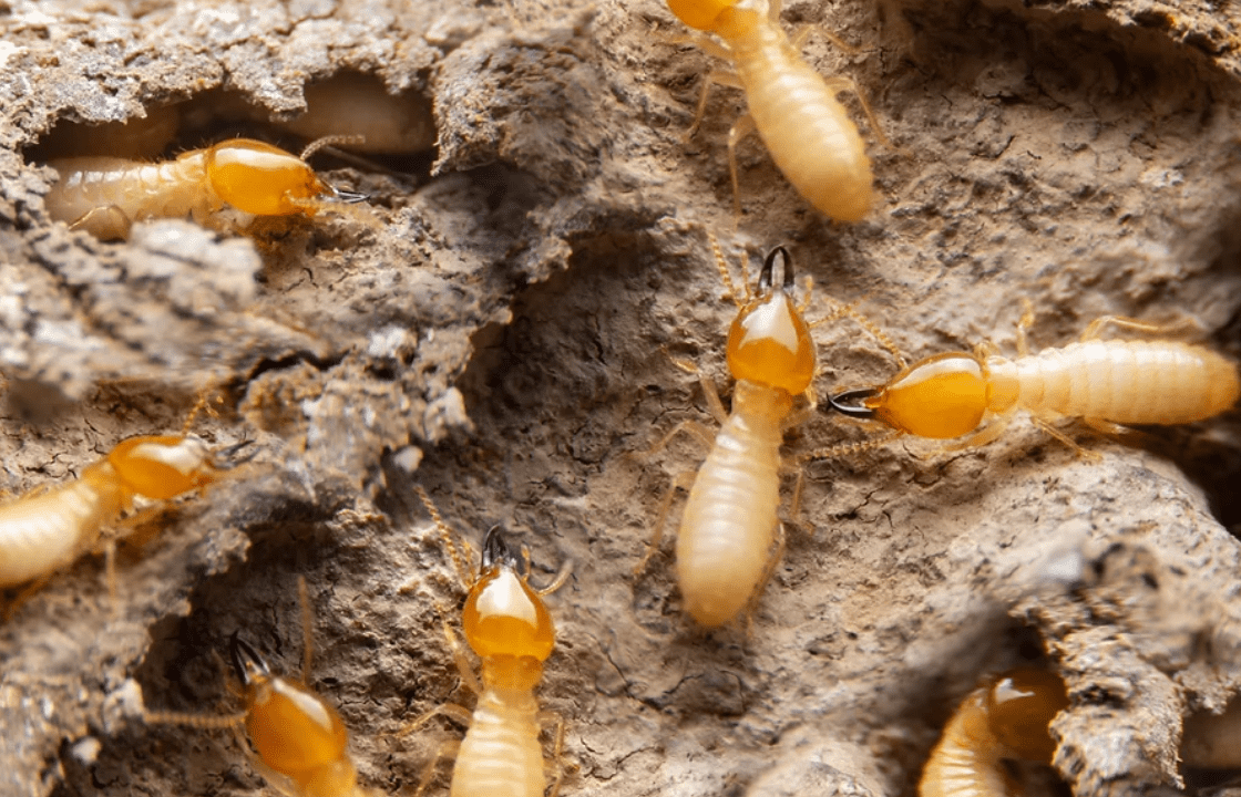 Termites in Mulch Here’s What you Should Know First The Garden Hows