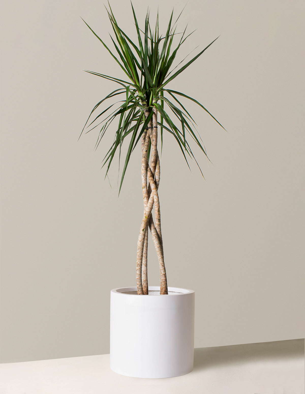 Watering Dracaena