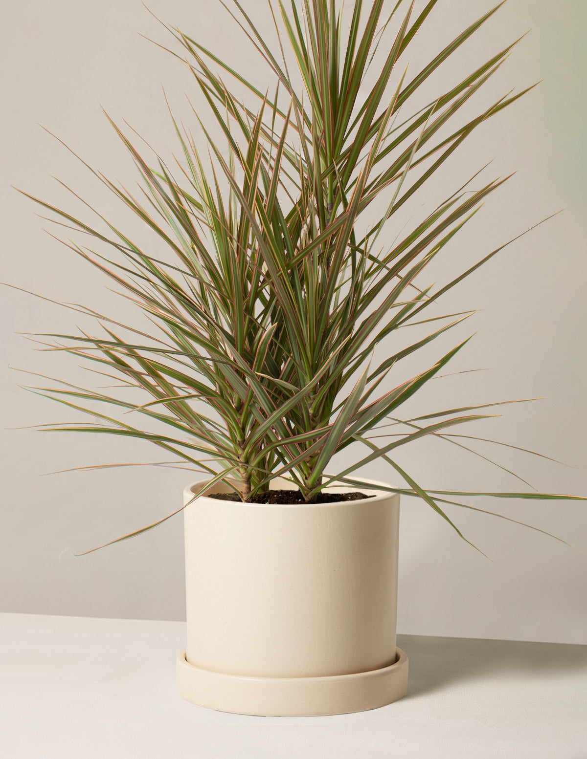 Dracaena (Dragon Tree) - Care & Buy - myPlant