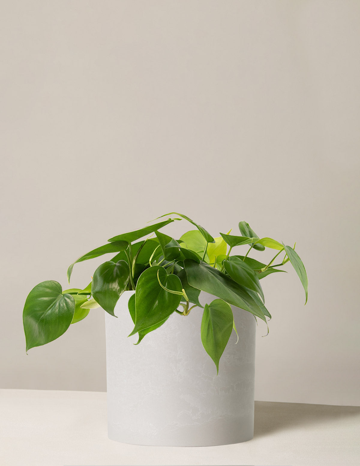 Philodendron - Care & Info - myPlant