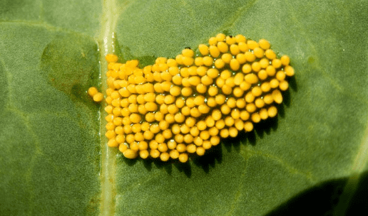 Yellow Eggs on Leaves
