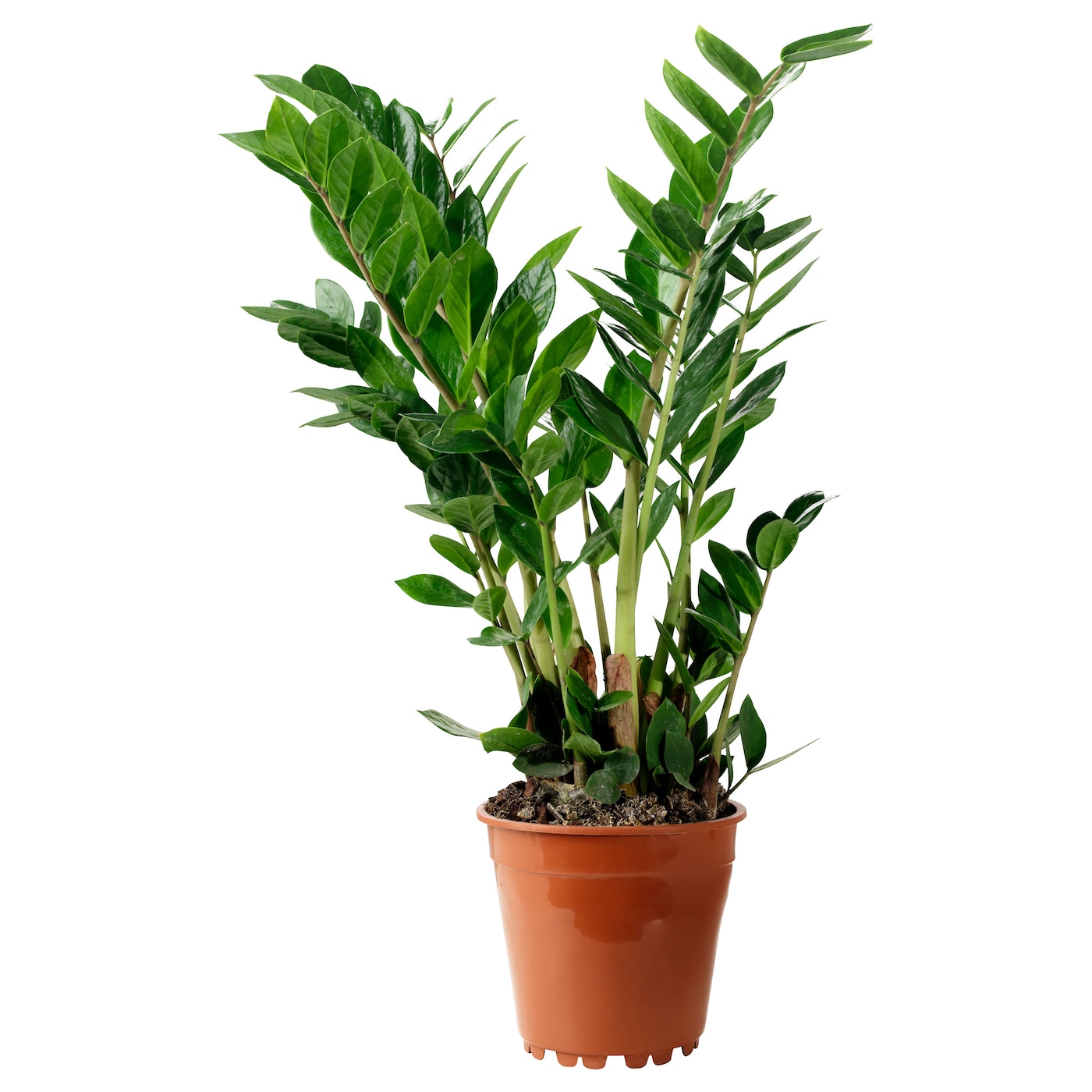 Zamioculcas care