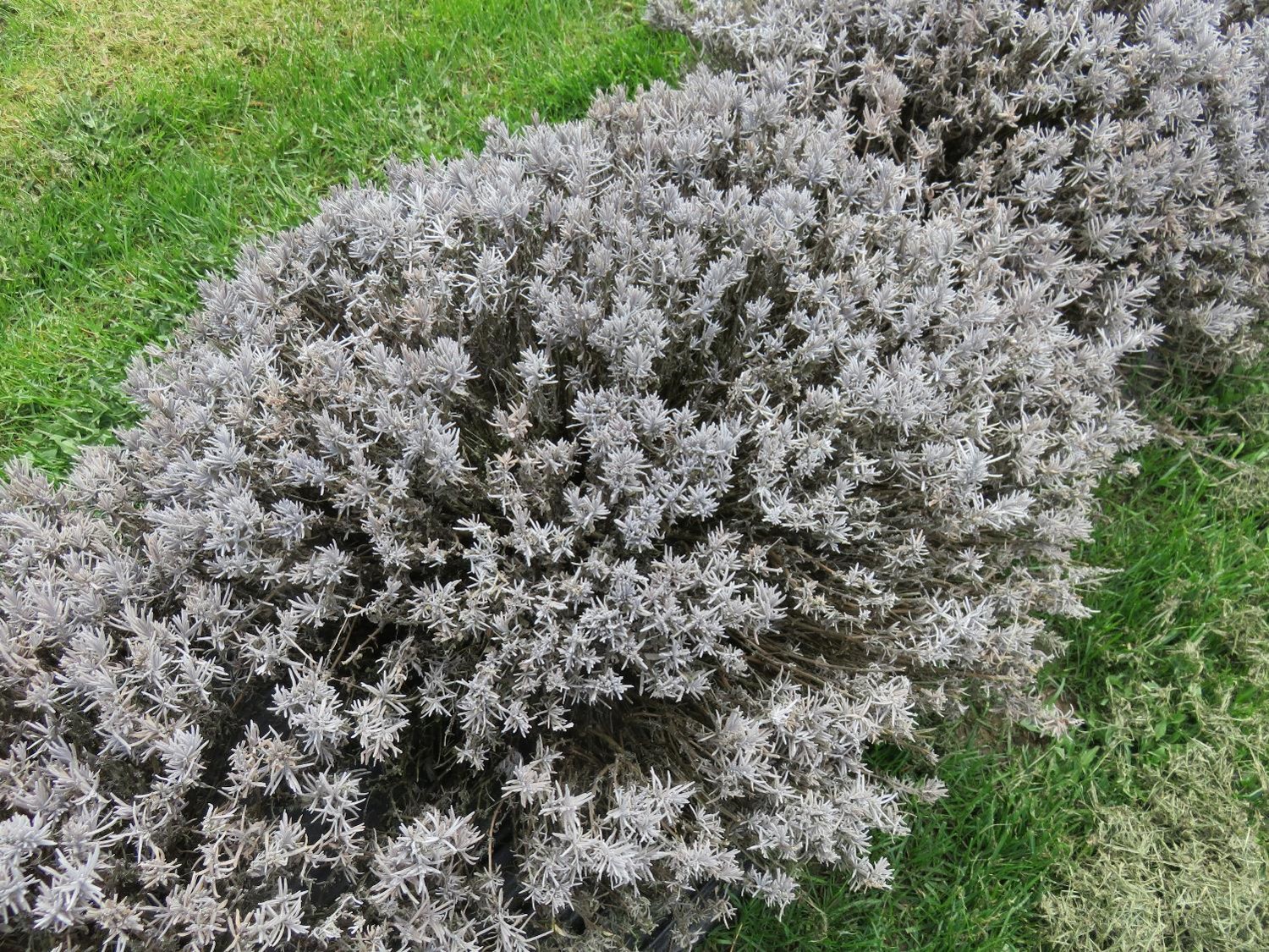 Ensure Potted Lavenders Survive Winter