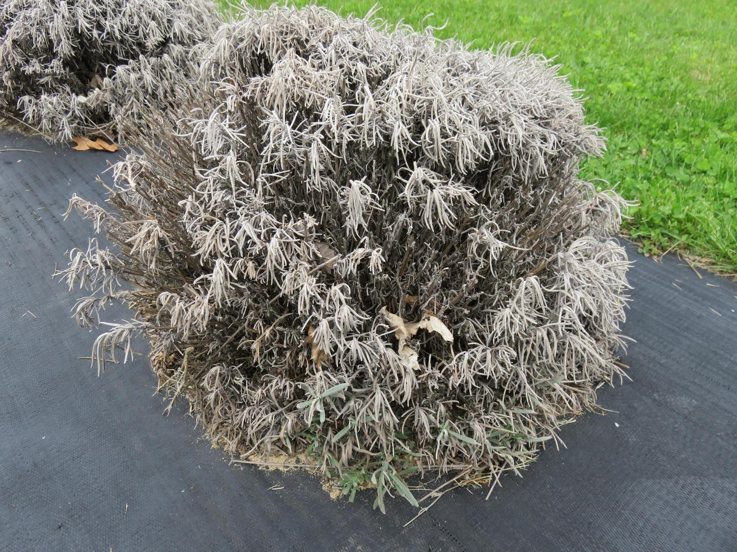 Watering Lavenders over Winter