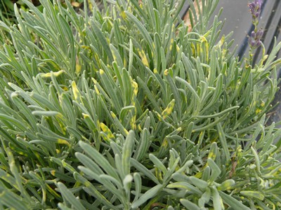 Potted Lavender with Yellow Leaves? (5 Causes and Solutions)