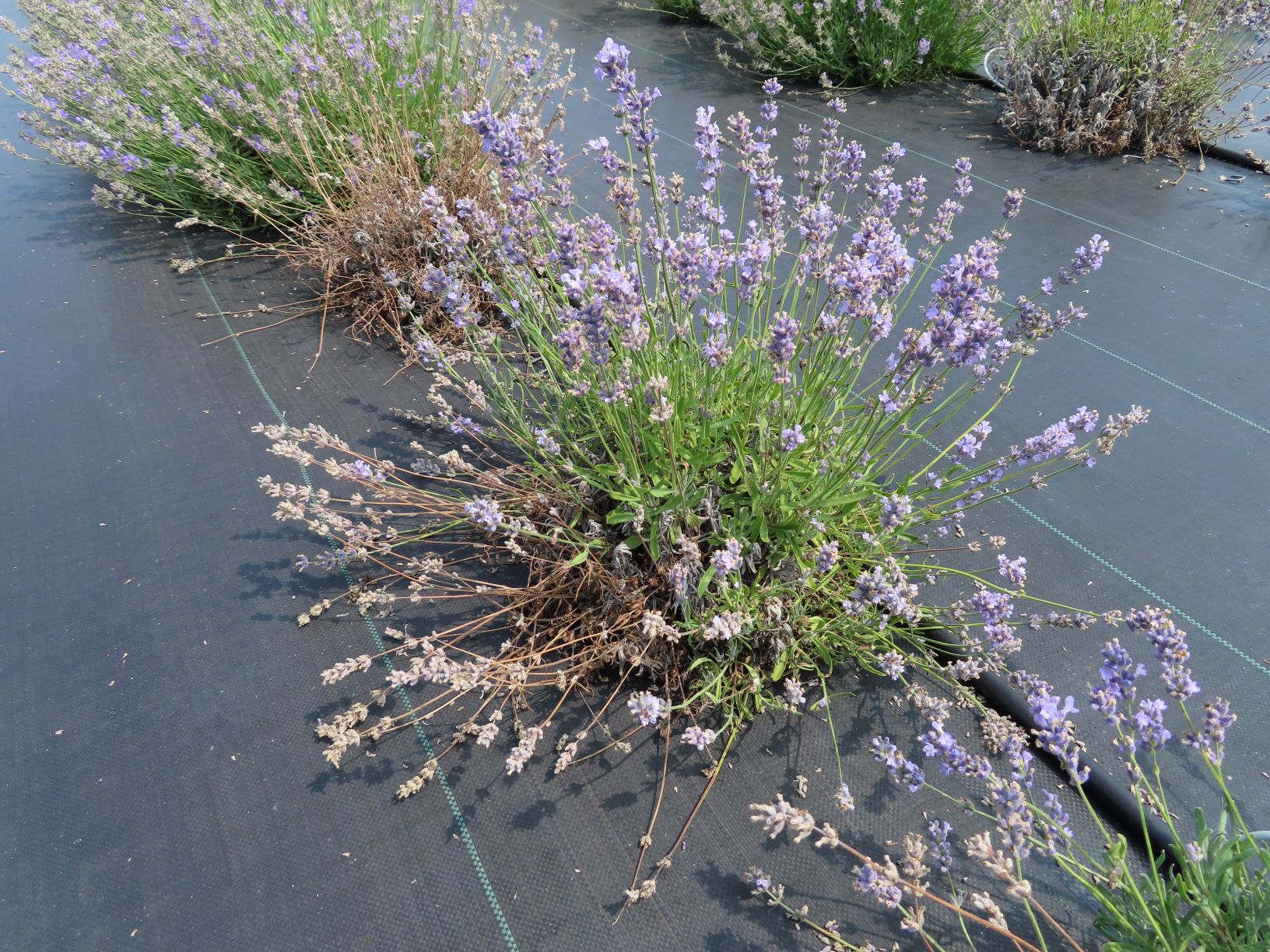Why is my Lavender Dying? (8 Solutions That Actually Work)