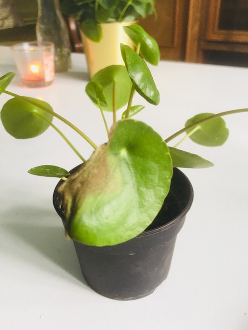 Why is My Pilea Peperomioides Not Growing?