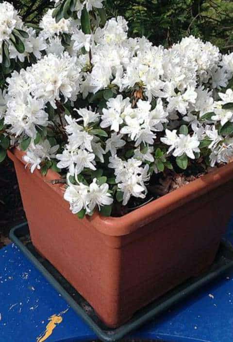 Choosing the Best Pots for Azaleas