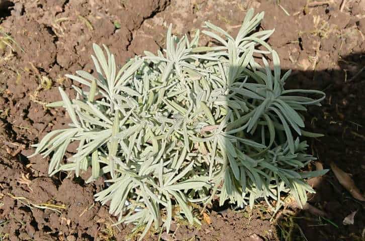 (5 Reasons) Why Your Newly Planted Lavender is Wilting