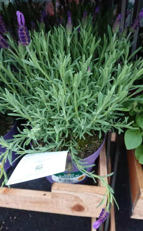 Why is My Lavender Plant Wilting? (How to Solve it)