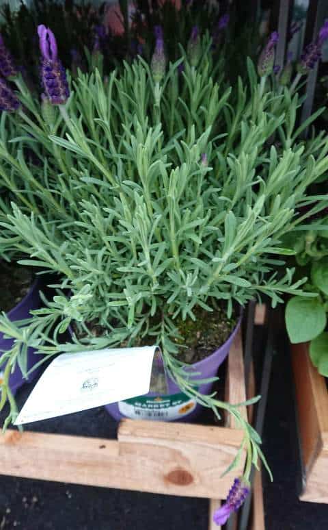 Why is my Lavender Drooping? (The Solution)