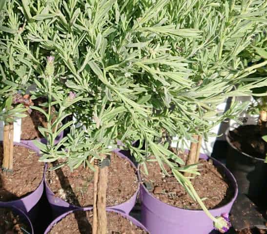 Plant Lavender in the Right Soil to Prevent Leggy Growth