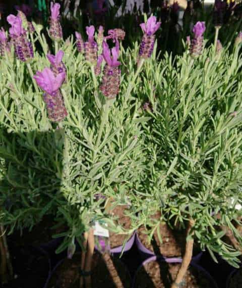 Why is My Lavender Drying Out?