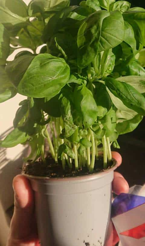 How Often to Water Basil Plants
