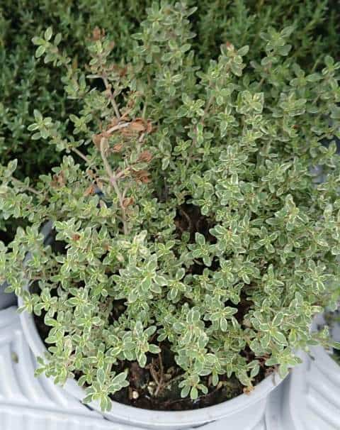 Thyme Plant Turning Brown? (How to Solve it)