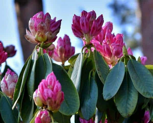 (6 Reasons) Why Your Rhododendron Isn’t Flowering