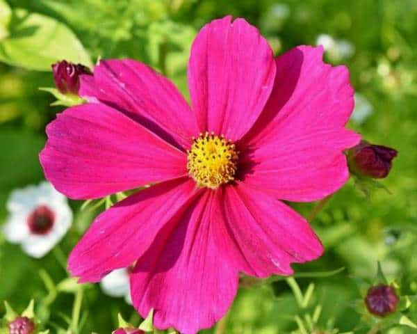Watering Cosmos Too Frequently Causes Fewer Flowers